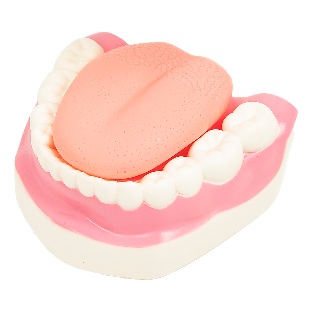 Dental Tooth Brushing Model Teeth Care 4