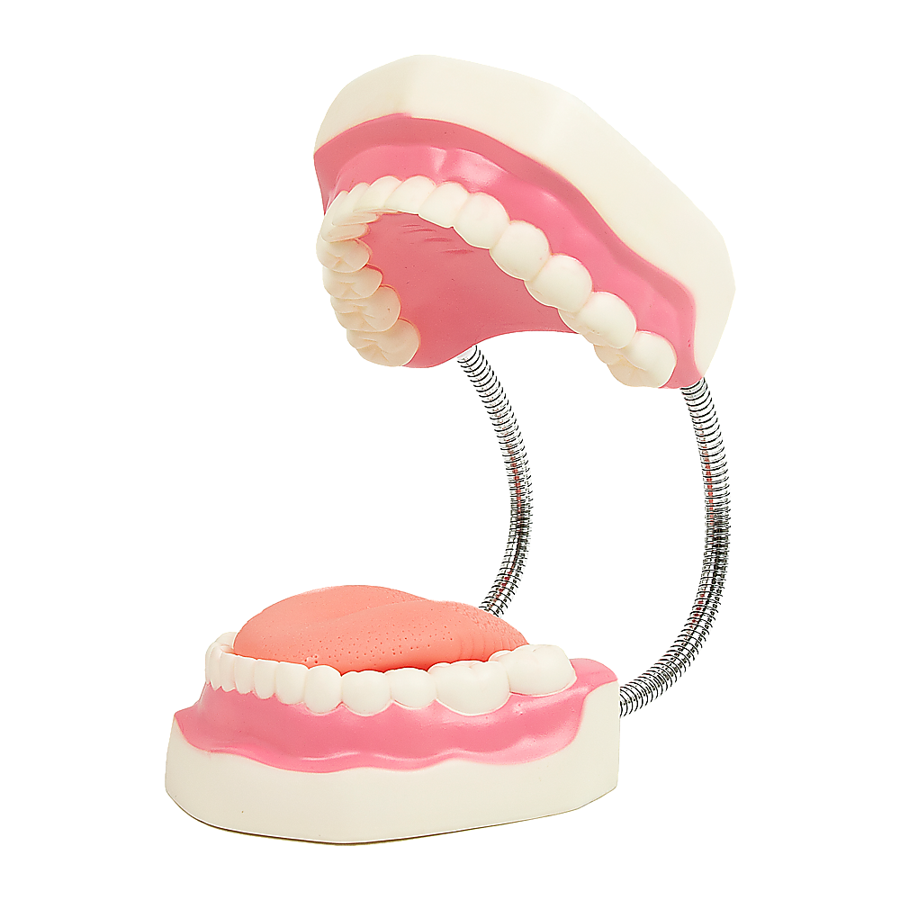 Dental Tooth Brushing Model Teeth Care 5
