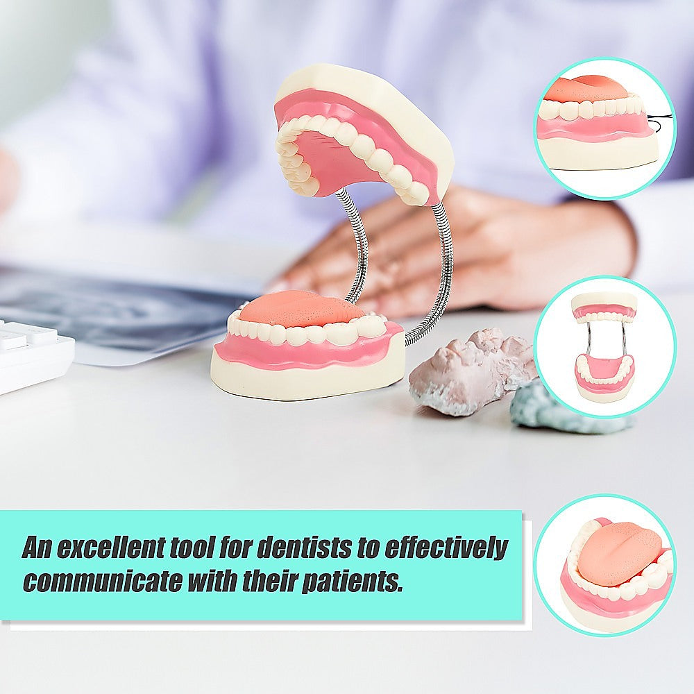 Dental Tooth Brushing Model Teeth Care 6