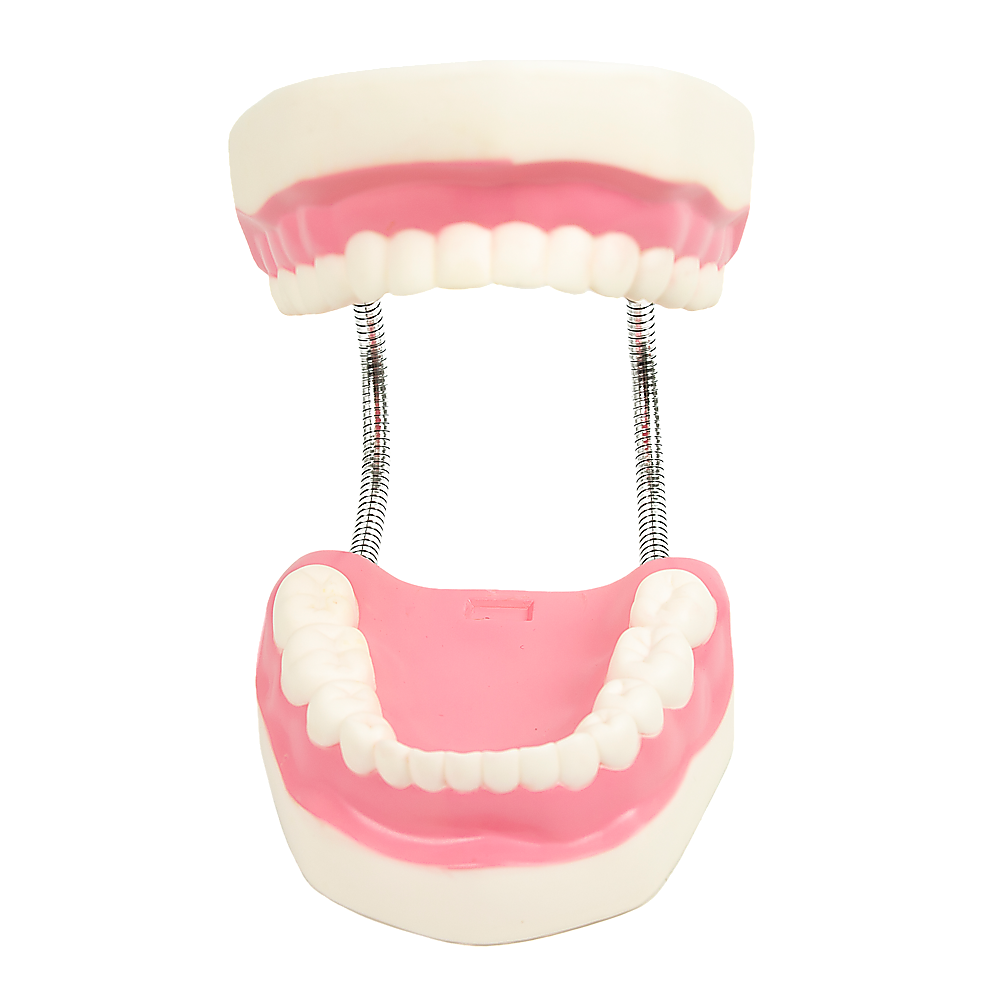 Dental Tooth Brushing Model Teeth Care 7