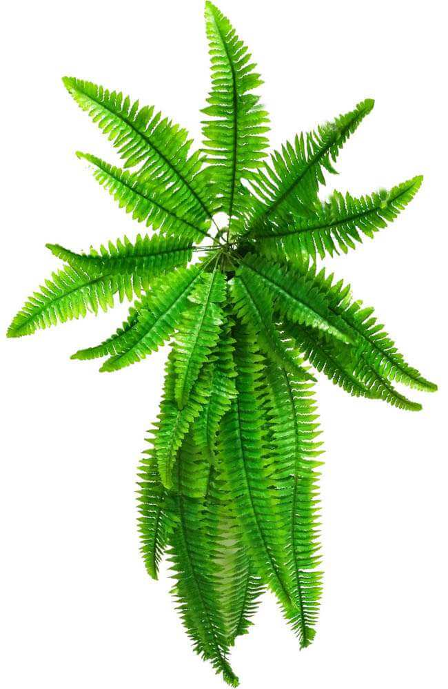 Artificial Boston Hanging Fern 102cm 3