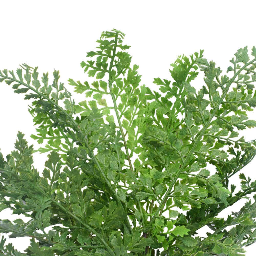 Faux Maiden Hair Fern Stem 40cm 3