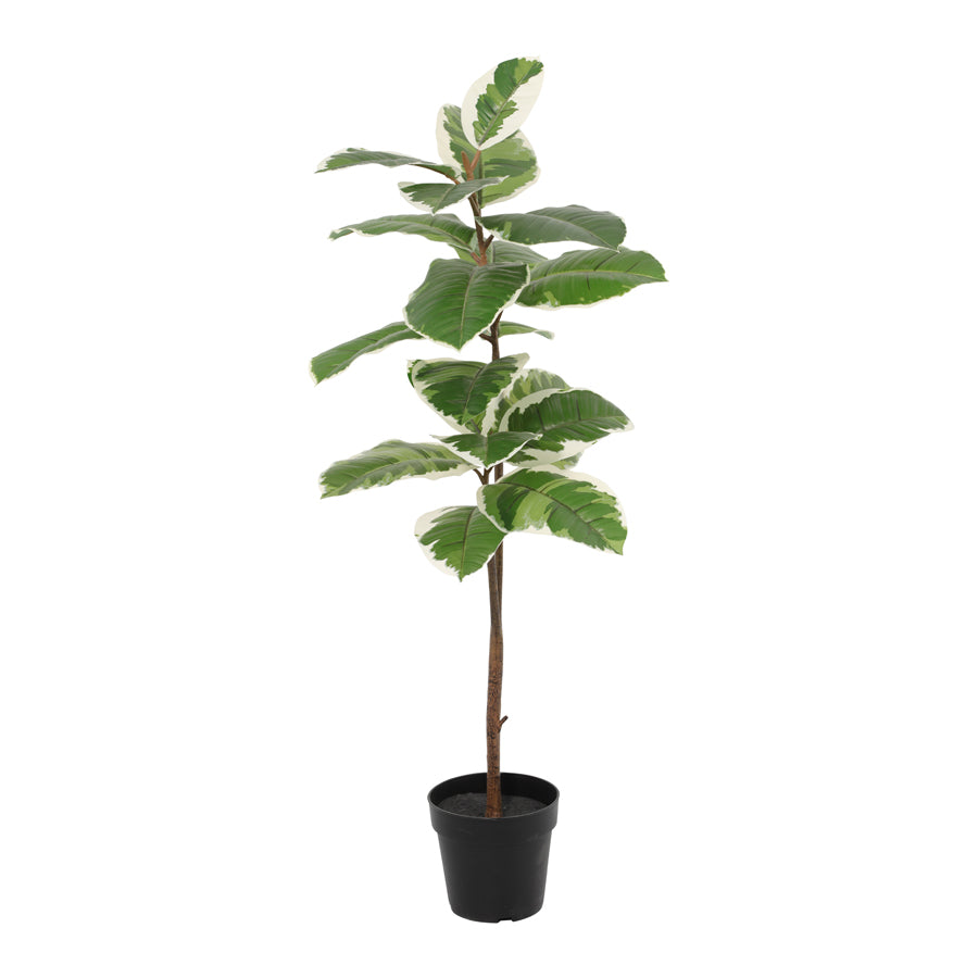 Potted Artificial Variegated Rubber Leaf Tree 118cm 3