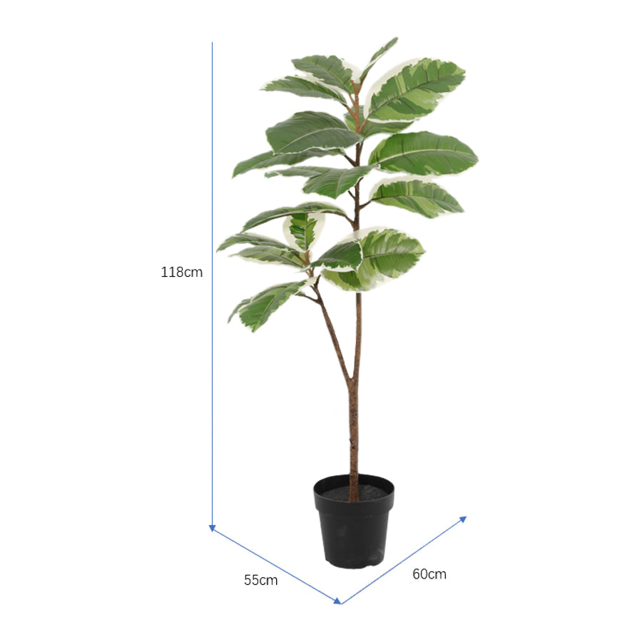Potted Artificial Variegated Rubber Leaf Tree 118cm 5