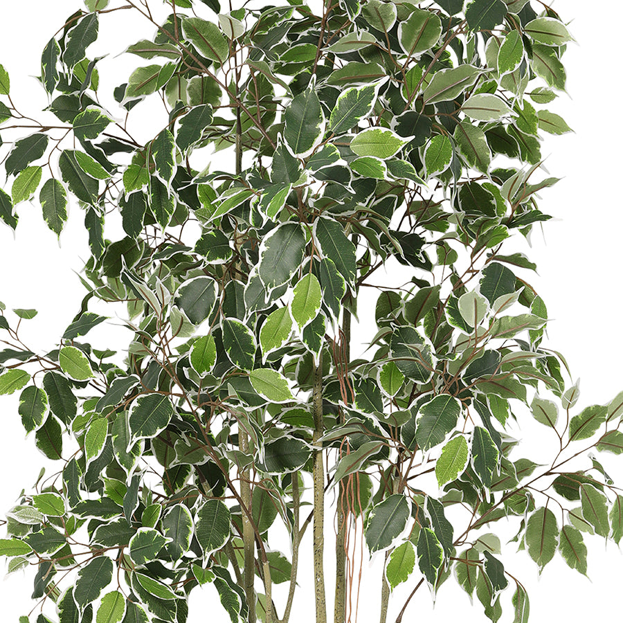 Potted Artificial Variegated Ficus Tree 168cm 3