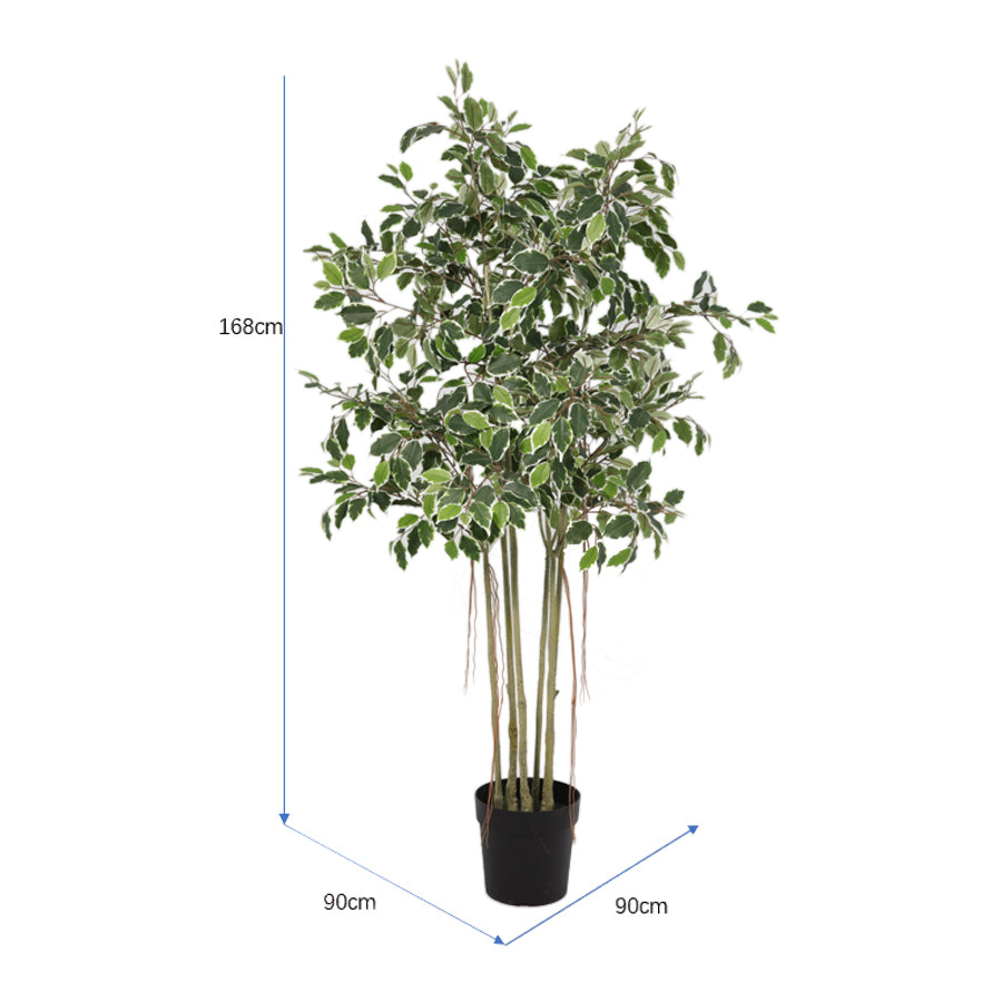 Potted Artificial Variegated Ficus Tree 168cm 4