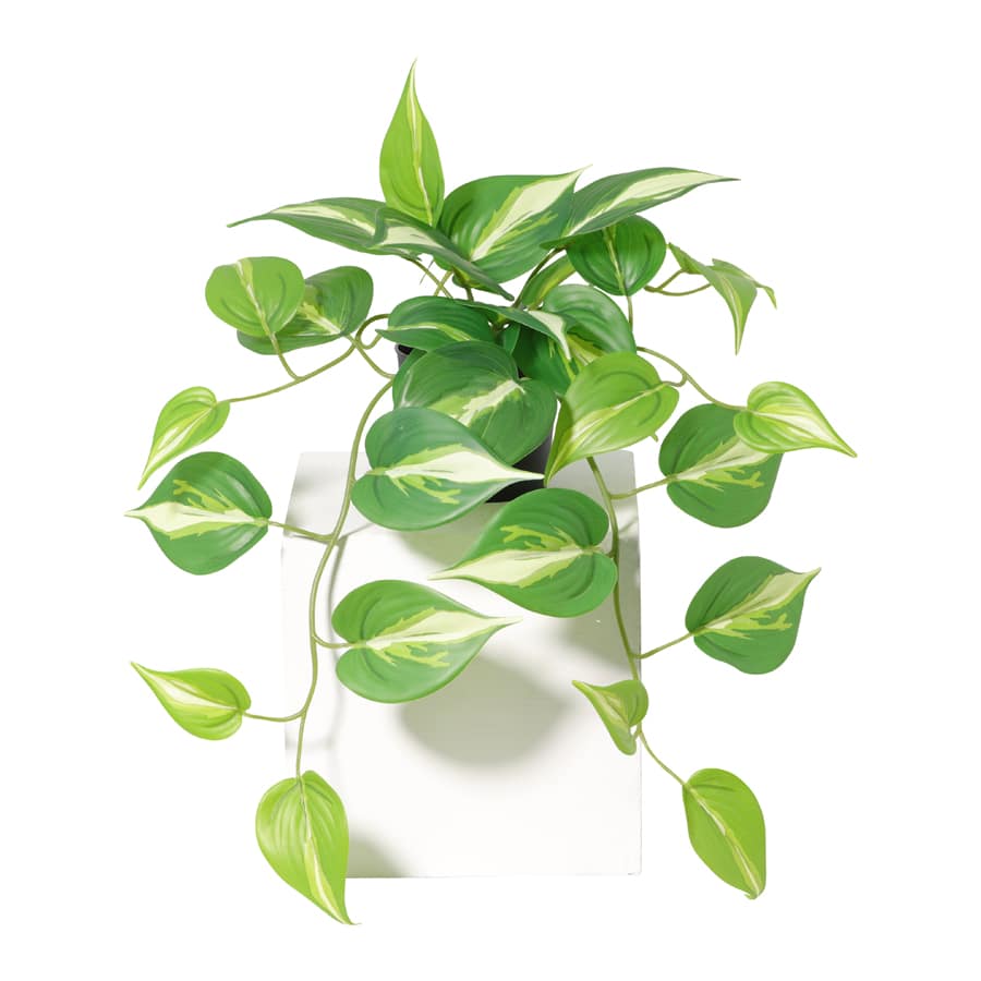 Potted Artificial Hanging Variegated Pothos 42cm 3