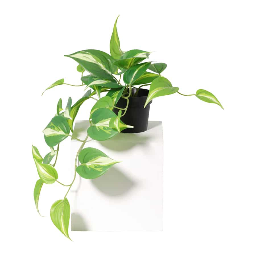Potted Artificial Hanging Variegated Pothos 42cm 4