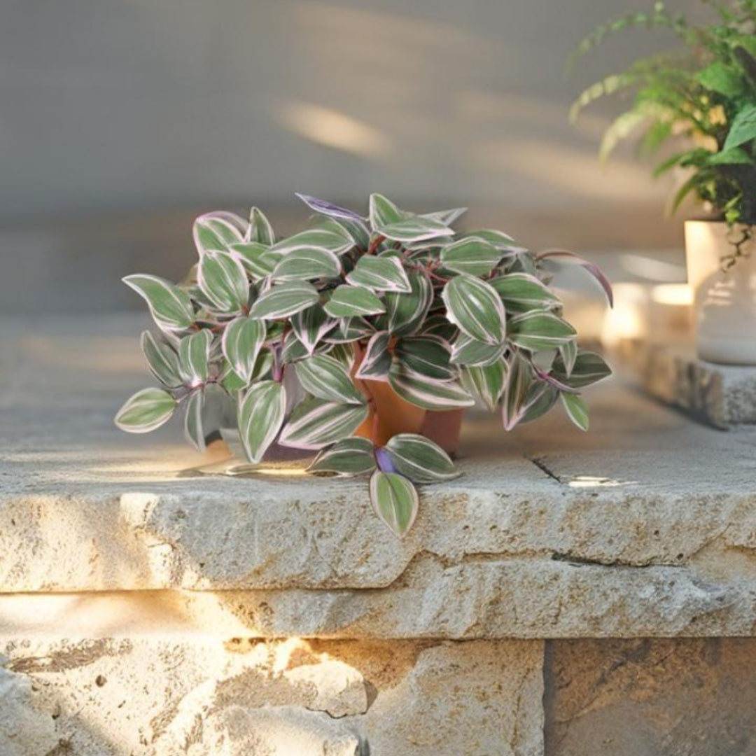 Potted Artificial Wandering Dude Plant 40cm 3