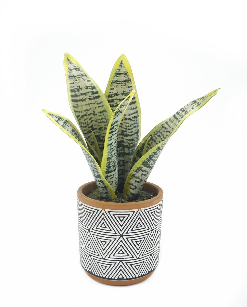 Artificial Sansevieria in Terracotta Pot 23cm