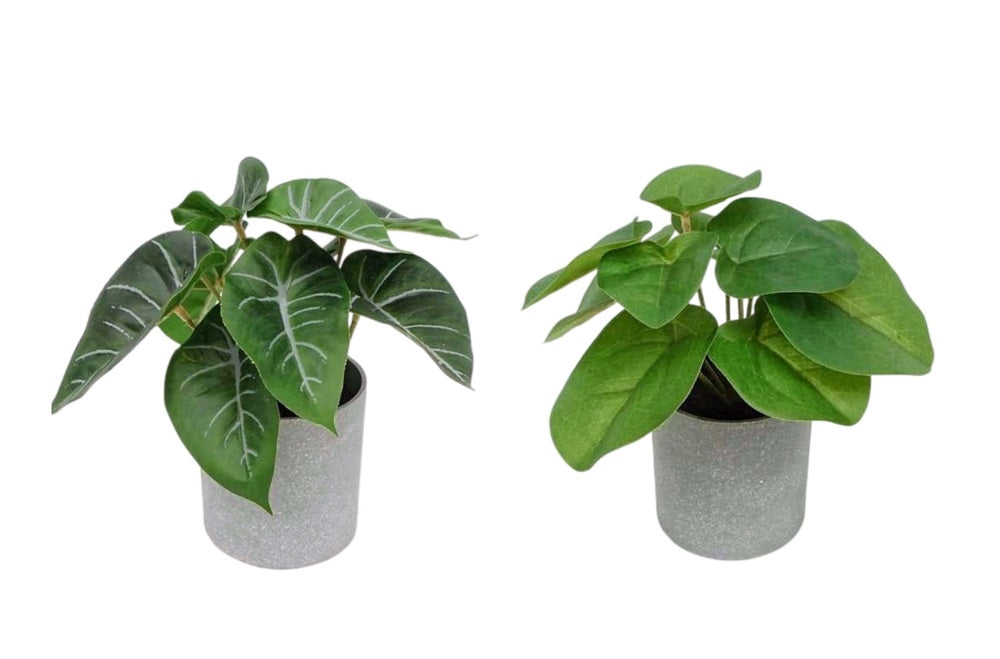 Set 2 Artificial Syngonium & Pilea In Plastic Pot 7x17cm