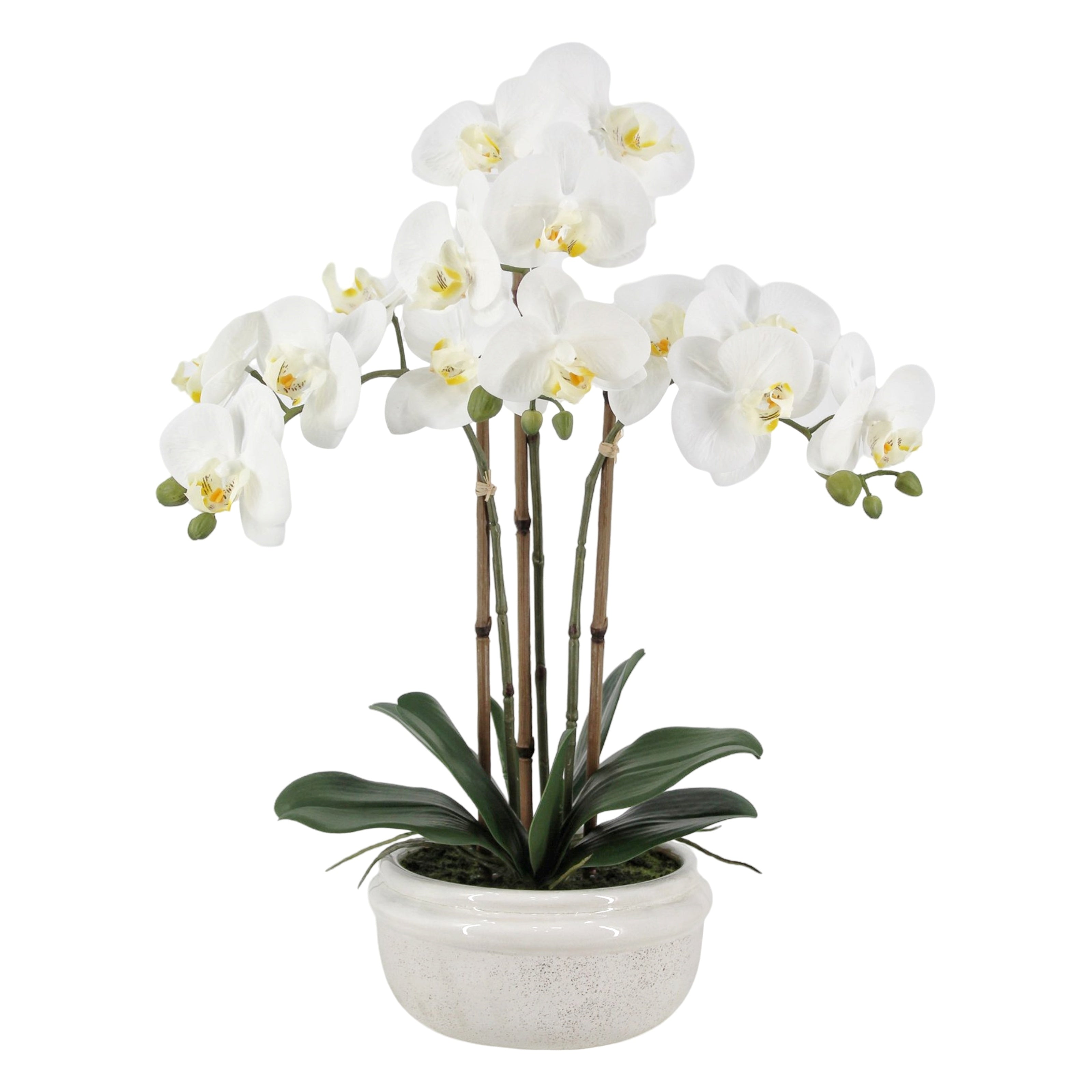 Real Touch Artificial Orchid in Ceramic Pot 57cm