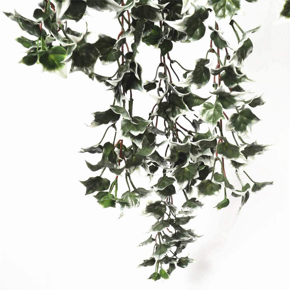Mixed Green and White Tipped Ivy Bush 80cm UV Resistant 3
