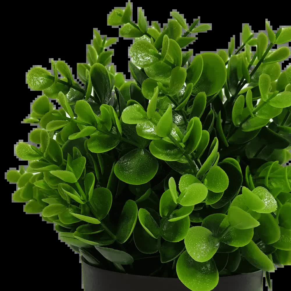 Small Potted Artificial Peperomia Plant UV Resistant 20cm 3