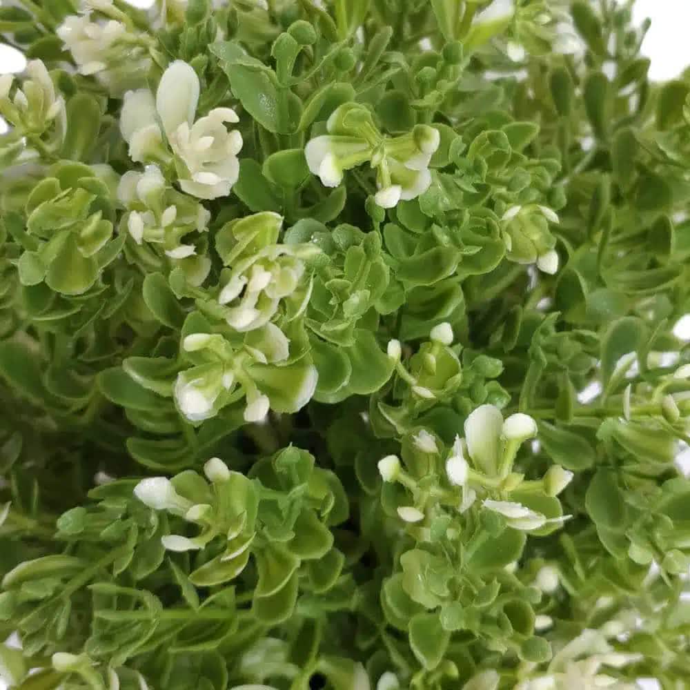 Small Potted Artificial White Jade Plant UV Resistant 20cm 3