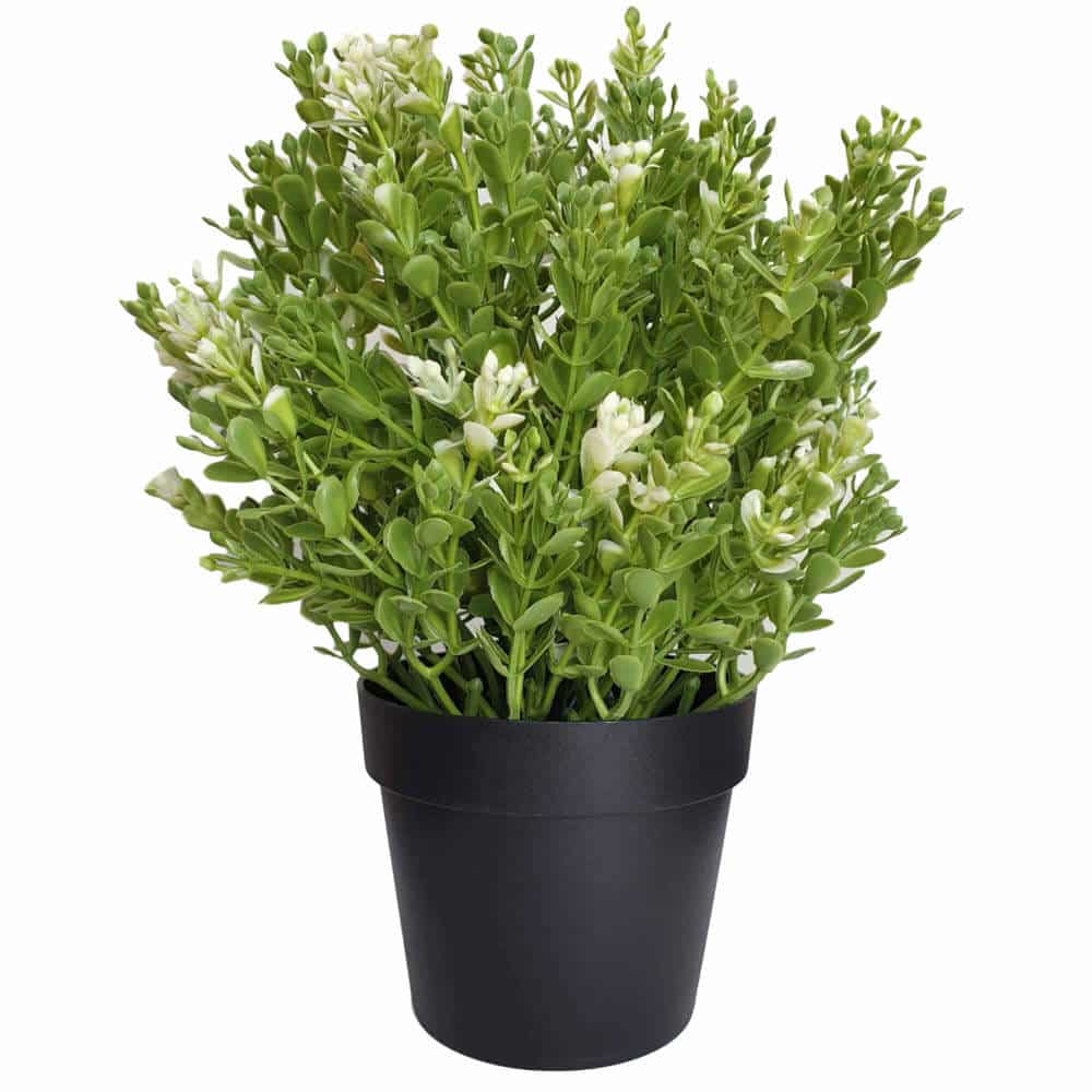 Small Potted Artificial White Jade Plant UV Resistant 20cm 4