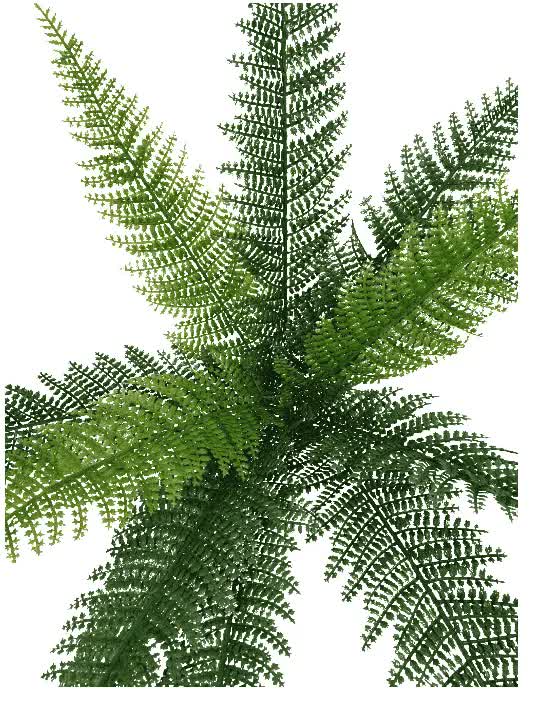 Dense Fern Stem 45cm 3