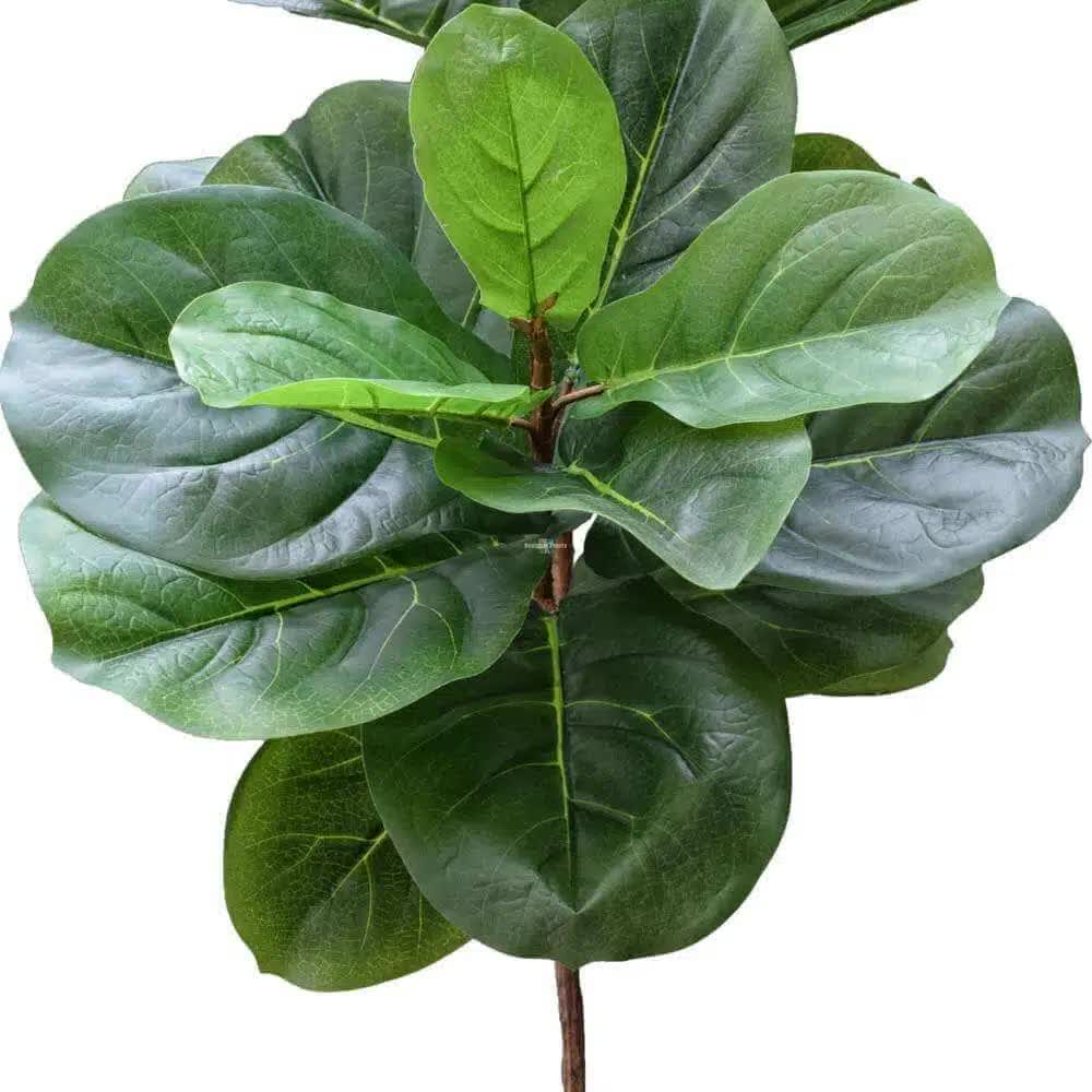 Tall Artificial Fiddle Leaf Fig 170cm 3