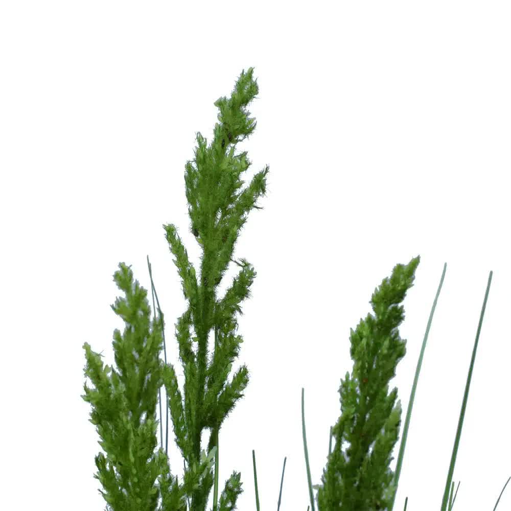 Flowering Native Grass 120cm 4