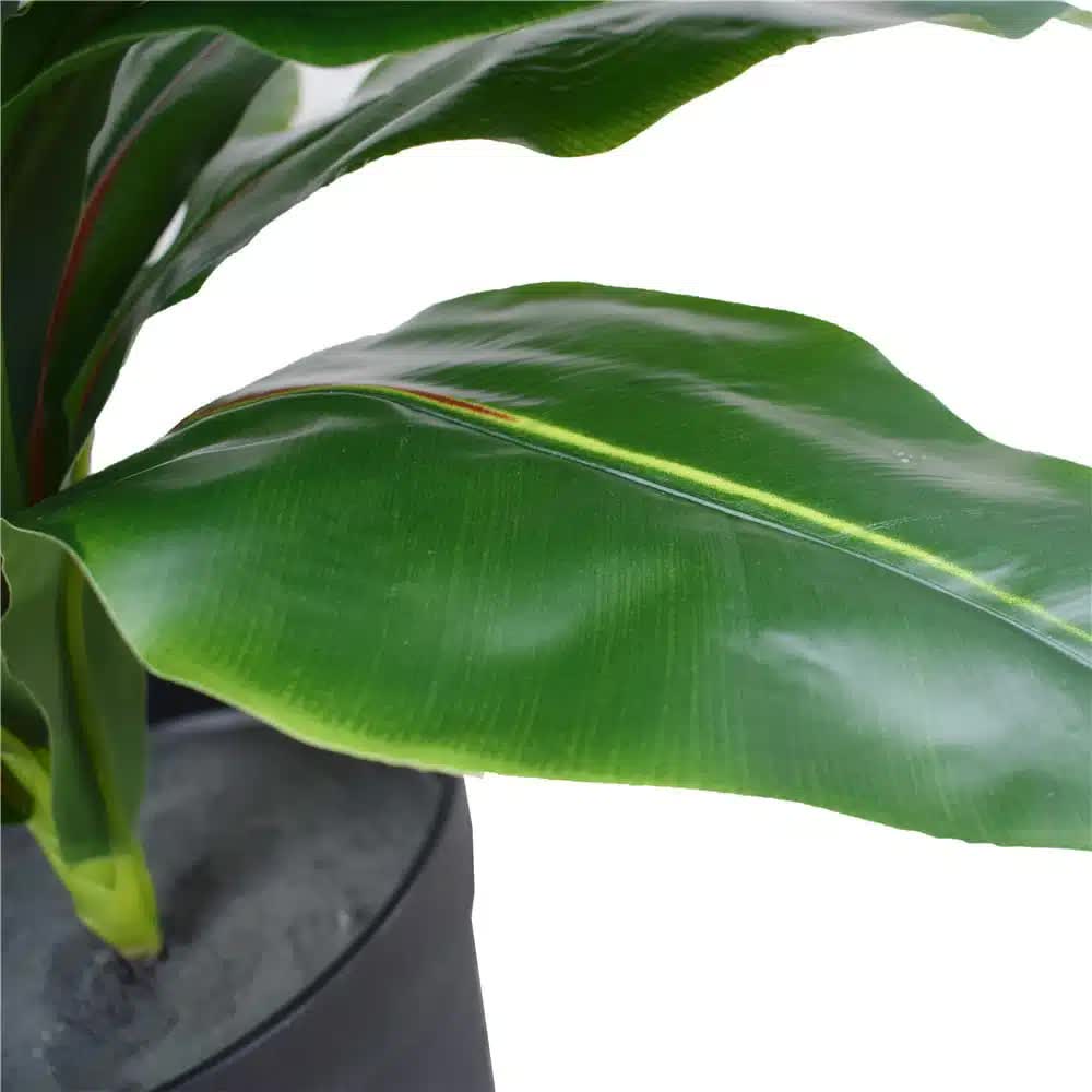 Artificial Potted Wide Leaf Birds Nest Fern 50cm 3
