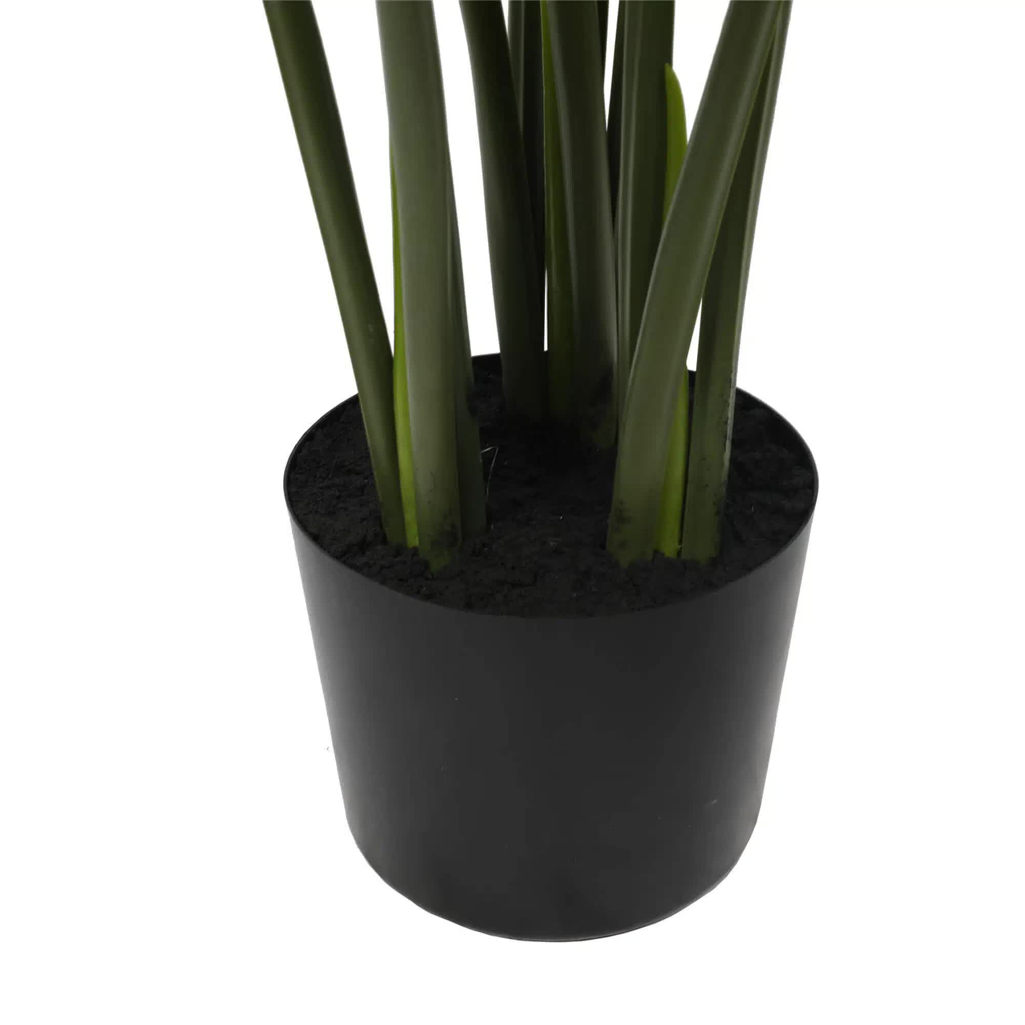 Split Philodendron Monstera Deliciosa (Split Leaf) 120cm 4