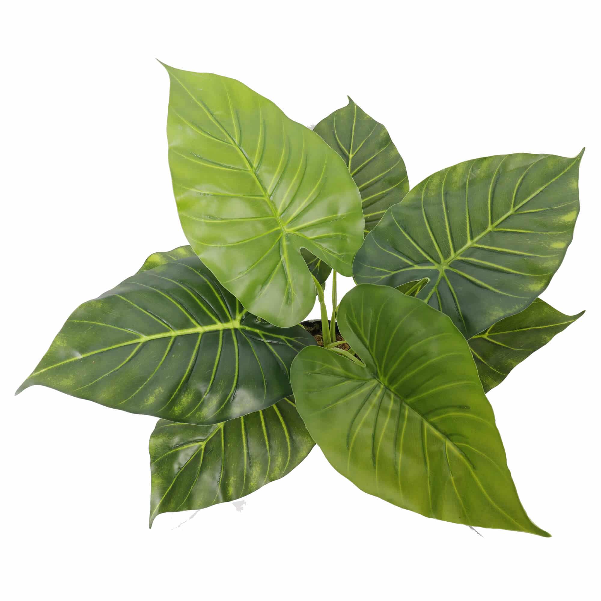 Artificial Potted Taro Plant / Elephant Ear 55cm 3