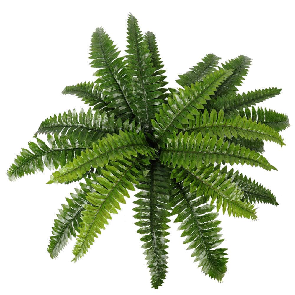 Artificial Potted Natural Green Boston Fern (50cm high 70cm wide) 4