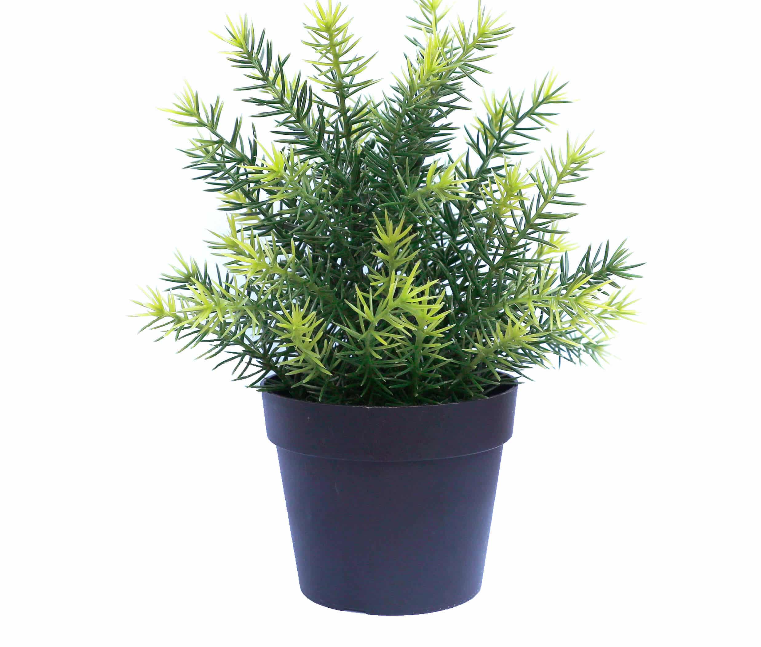UV Treated 20cm Small Potted Plants Bundle 3