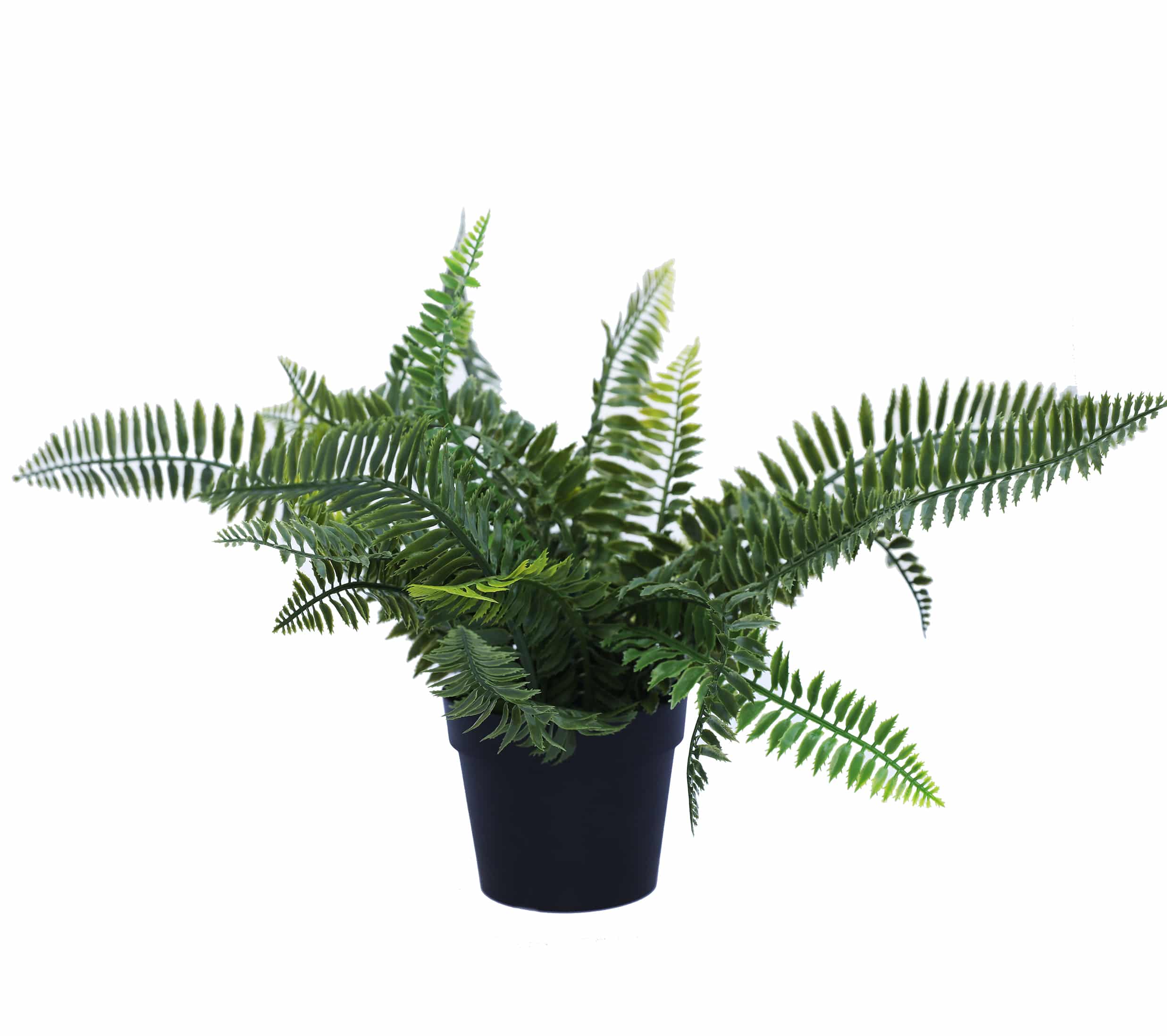 UV Treated 20cm Small Potted Plants Bundle 4
