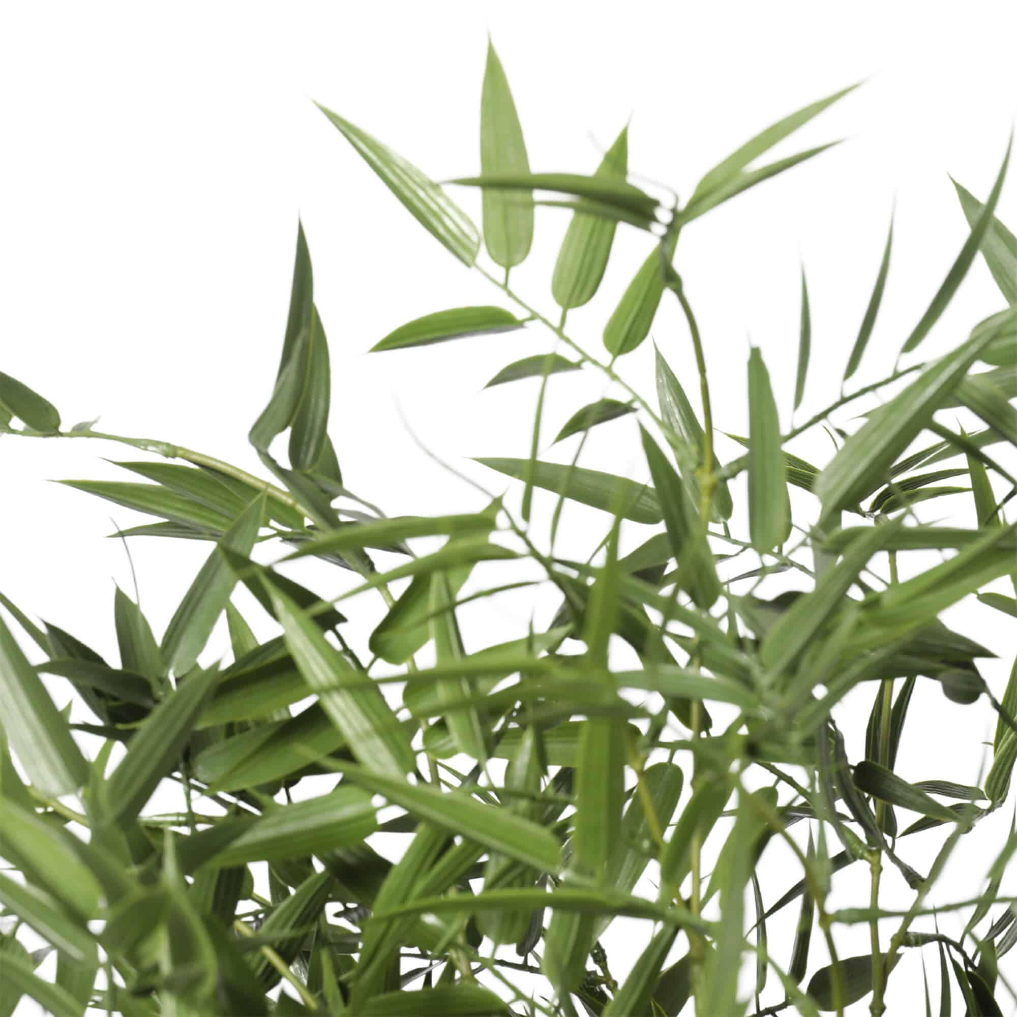 Premium Potted Artificial Black Bamboo Tree UV Resistant 180cm 4