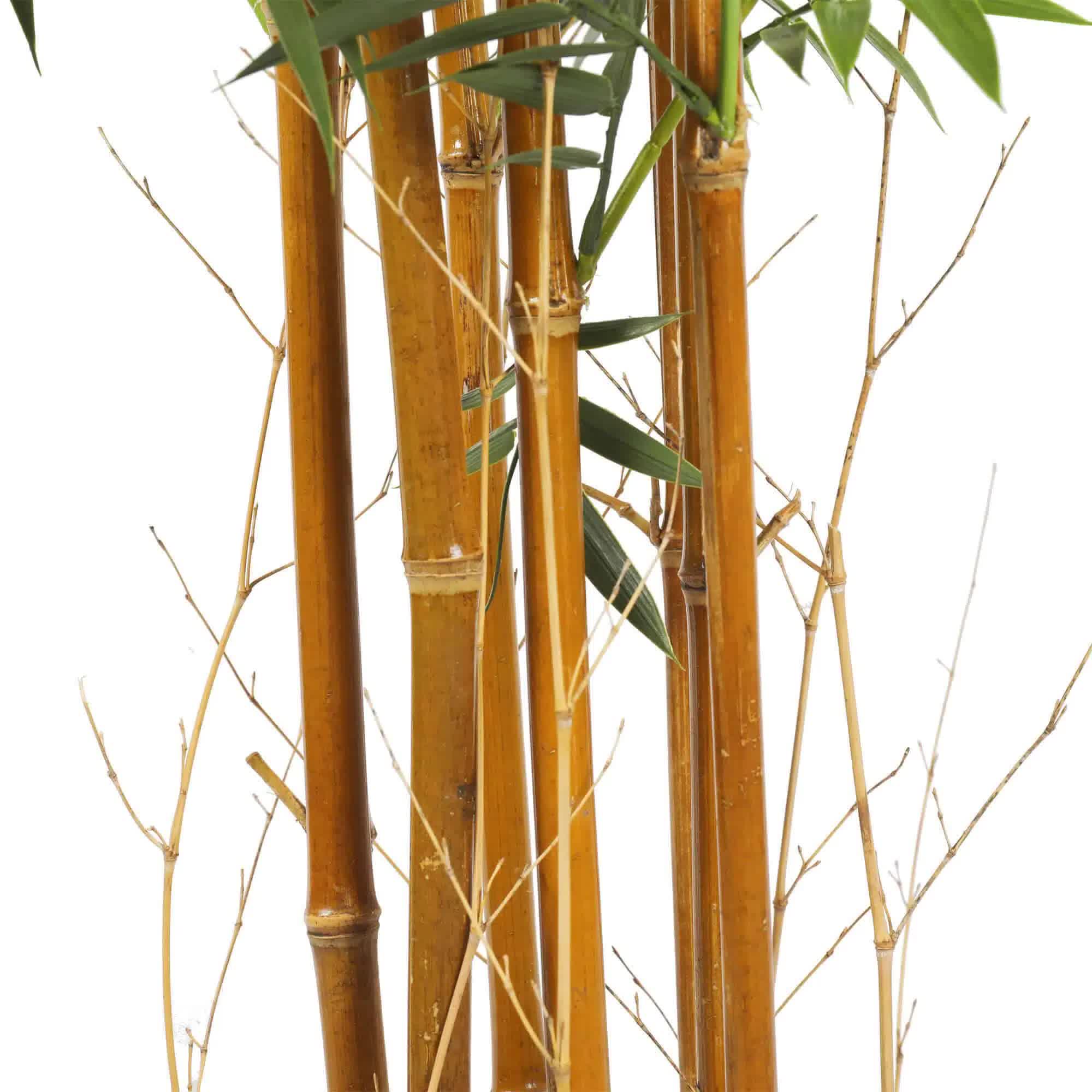 Premium Natural Cane Artificial Bamboo (UV Resistant) 180cm 3