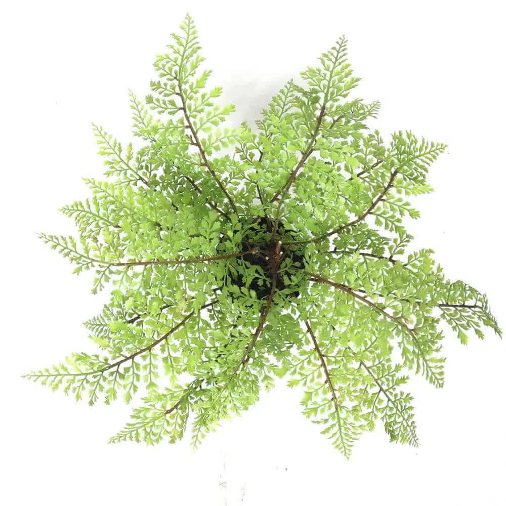 Faux Small Potted Fern 35cm 4