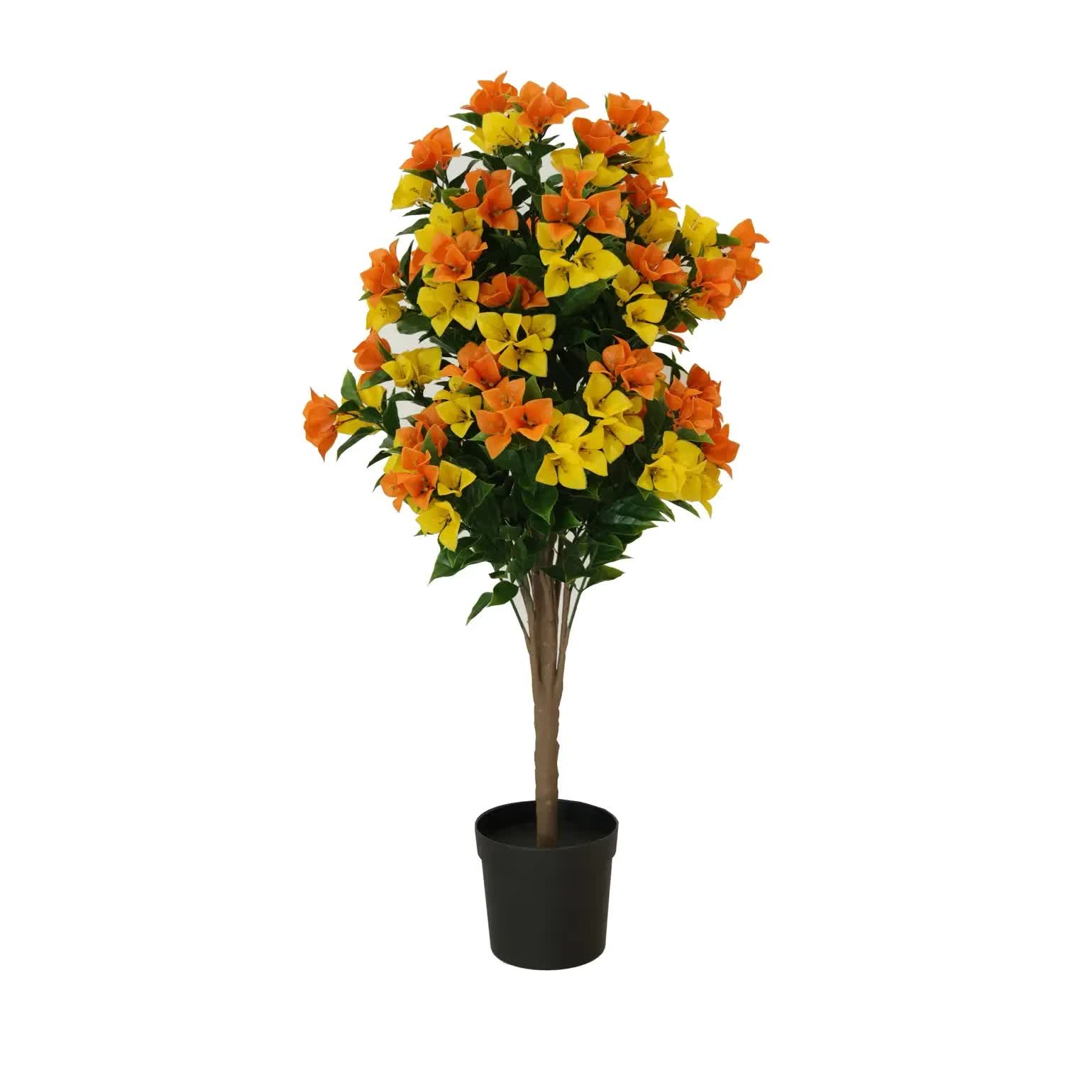 Flowering Yellow and Orange Bougainvillea Tree 90cm UV Resistant 3