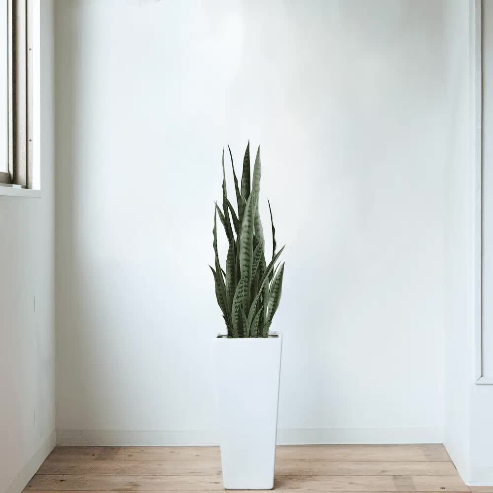 Artificial Snake Plant Sansevieria UV Resistant 90cm 3