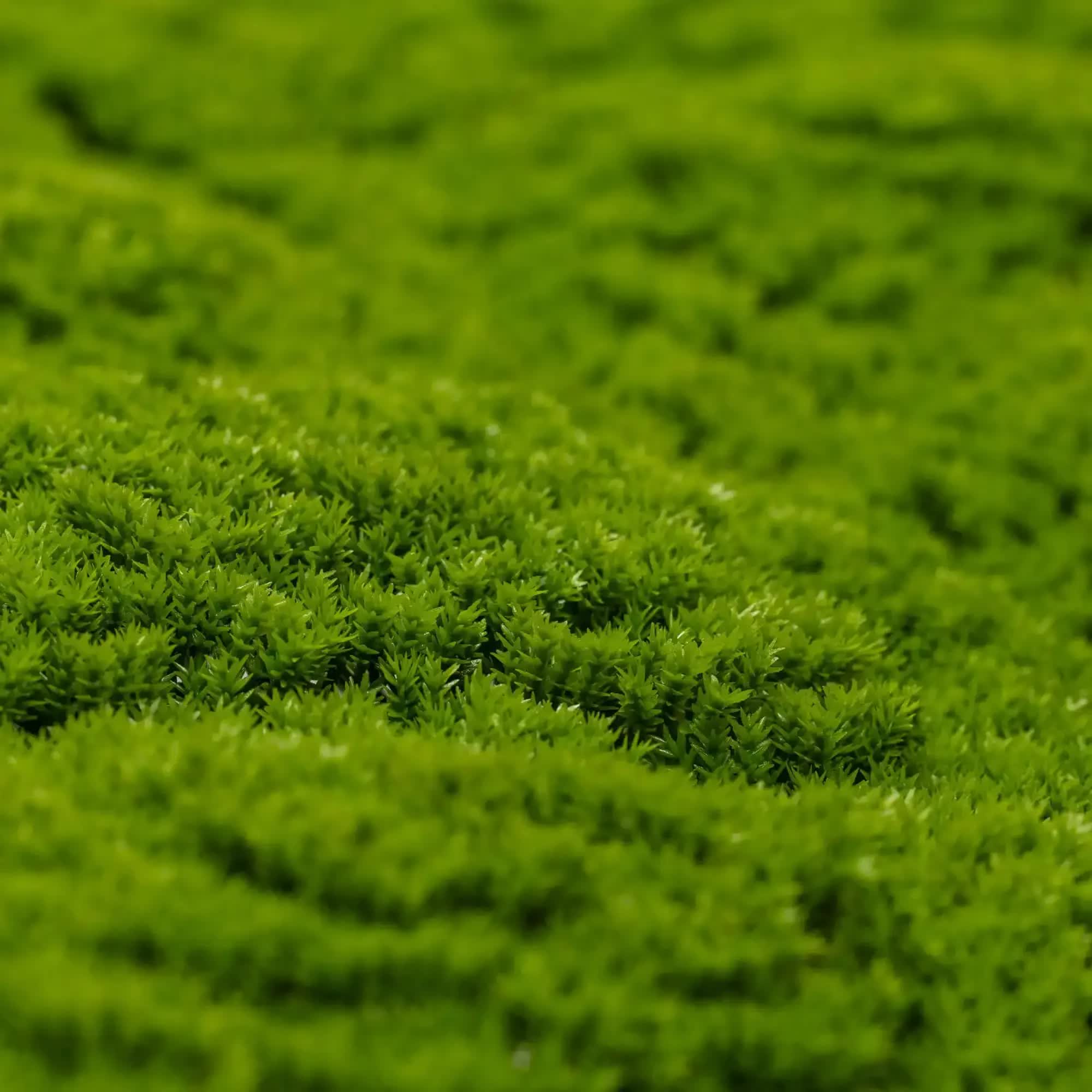 Fresh Natural Green Artificial Moss / Green Wall UV Resistant 1m x 1m 3