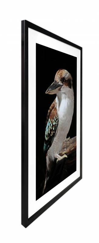 Mystery Kookaburra Artwork Framed W Glass Front 80x120cm 3