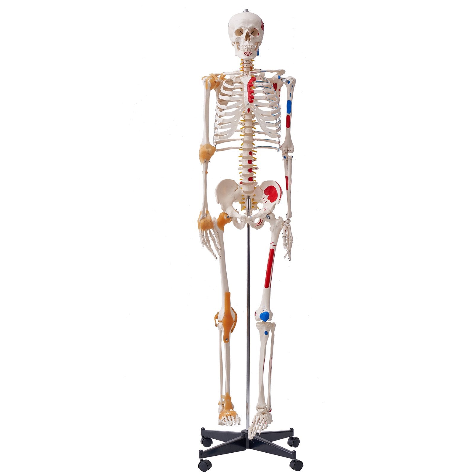 VEVOR Human Skeleton Model for Anatomy, 182 cm Life Size, Accurate PVC Anatomy Skeleton Model with Ligaments, Movable Arms, Legs & Jaw, with Muscle Origin & Insertion Points, for Professional Teaching