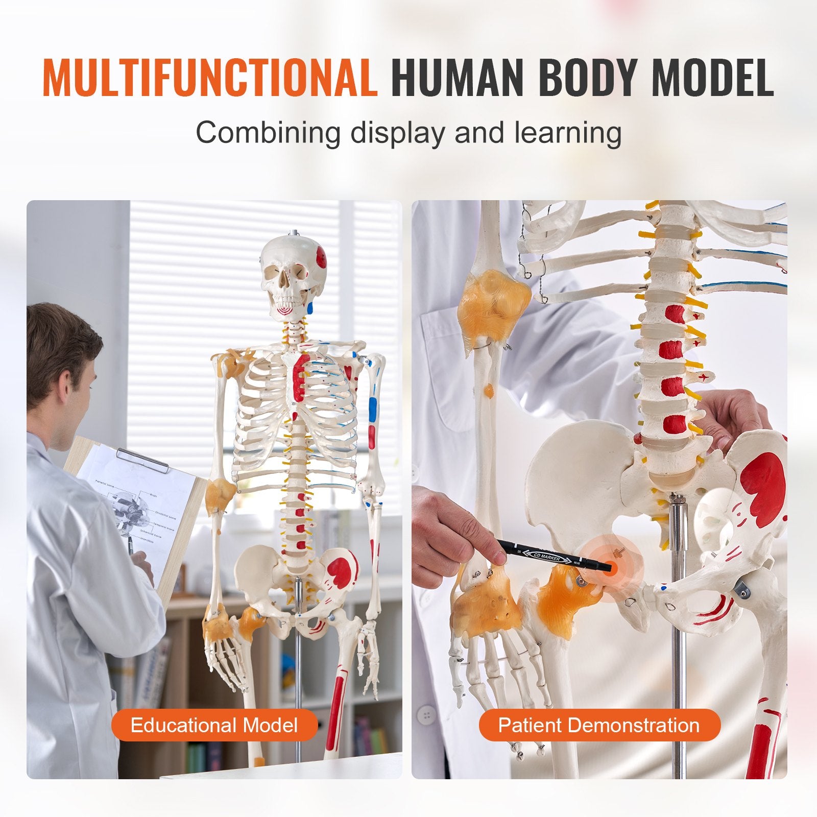 VEVOR Human Skeleton Model for Anatomy, 182 cm Life Size, Accurate PVC Anatomy Skeleton Model with Ligaments, Movable Arms, Legs & Jaw, with Muscle Origin & Insertion Points, for Professional Teaching 6