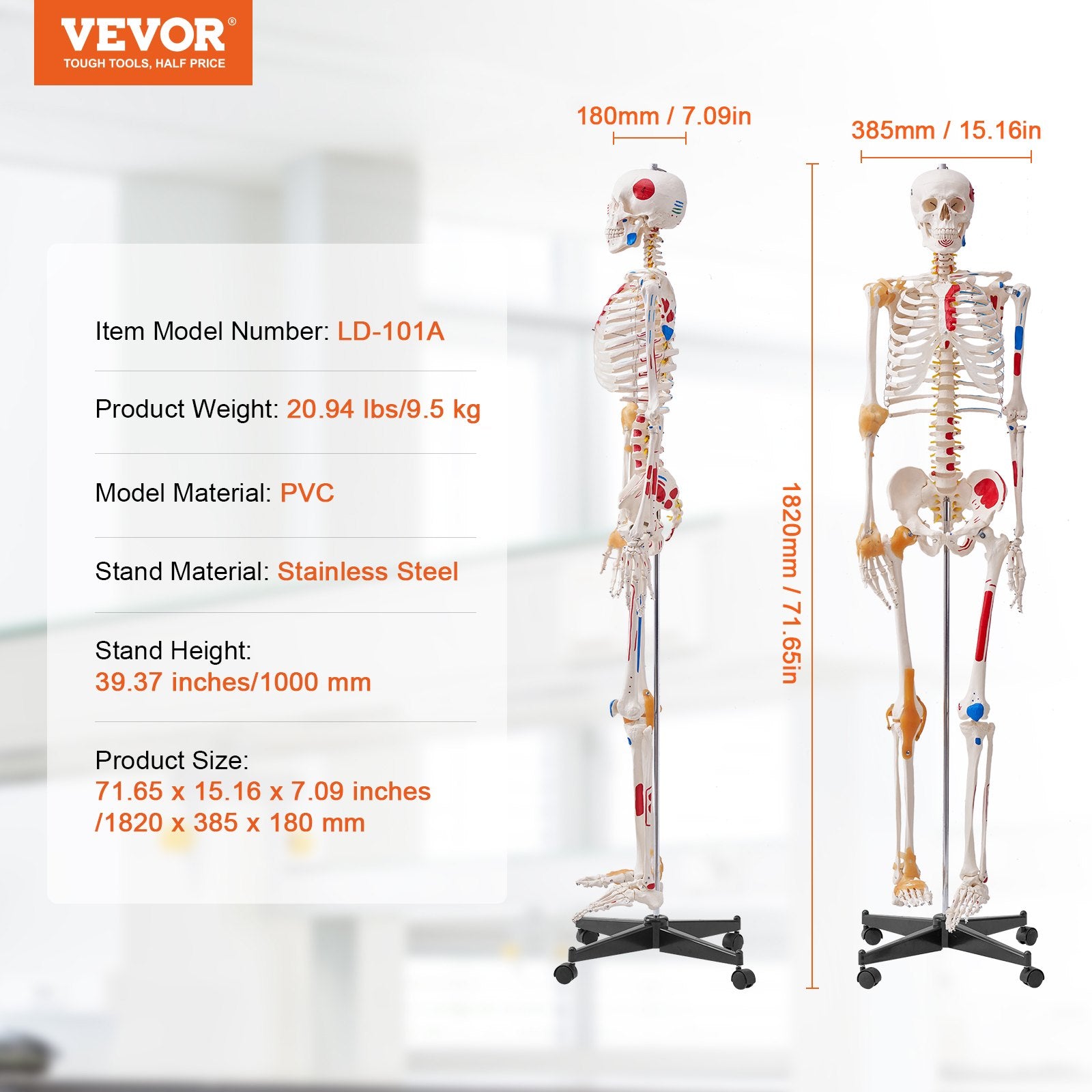 VEVOR Human Skeleton Model for Anatomy, 182 cm Life Size, Accurate PVC Anatomy Skeleton Model with Ligaments, Movable Arms, Legs & Jaw, with Muscle Origin & Insertion Points, for Professional Teaching 7