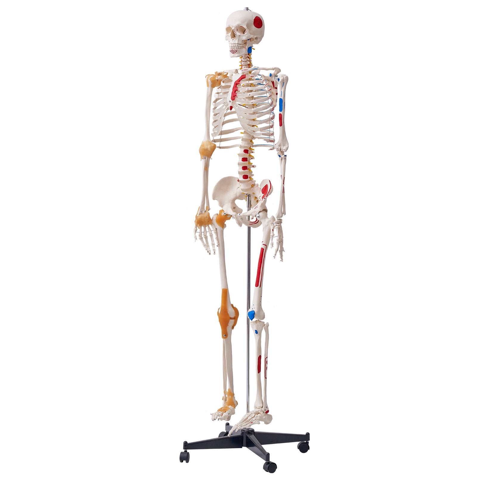 VEVOR Human Skeleton Model for Anatomy, 182 cm Life Size, Accurate PVC Anatomy Skeleton Model with Ligaments, Movable Arms, Legs & Jaw, with Muscle Origin & Insertion Points, for Professional Teaching 10