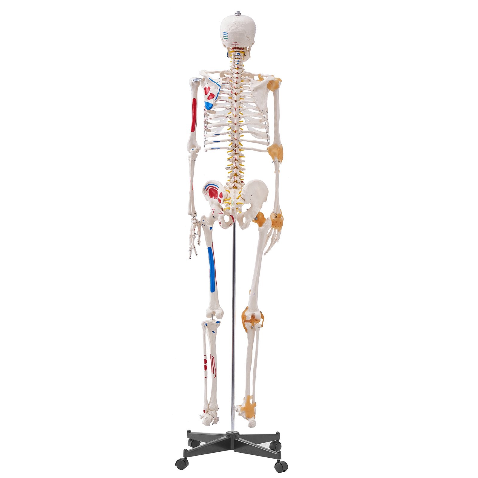 VEVOR Human Skeleton Model for Anatomy, 182 cm Life Size, Accurate PVC Anatomy Skeleton Model with Ligaments, Movable Arms, Legs & Jaw, with Muscle Origin & Insertion Points, for Professional Teaching 11