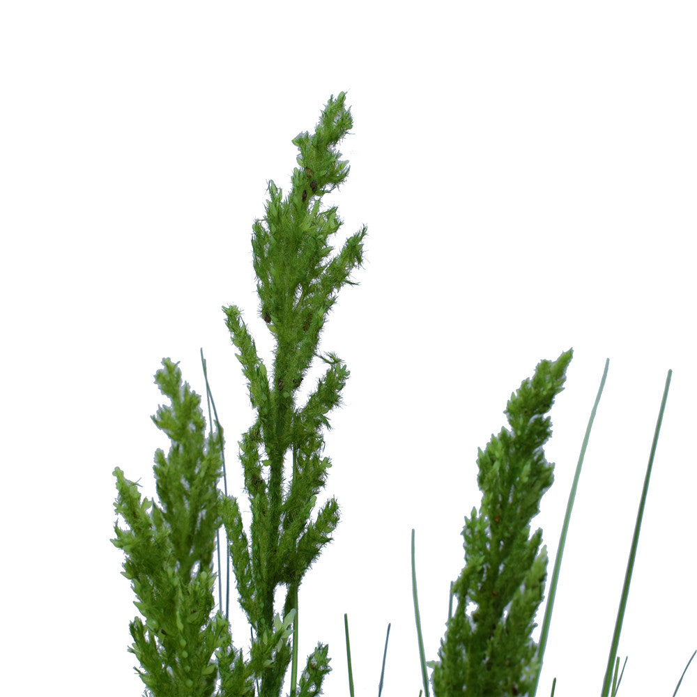 Flowering Native Grass 120 cm 3