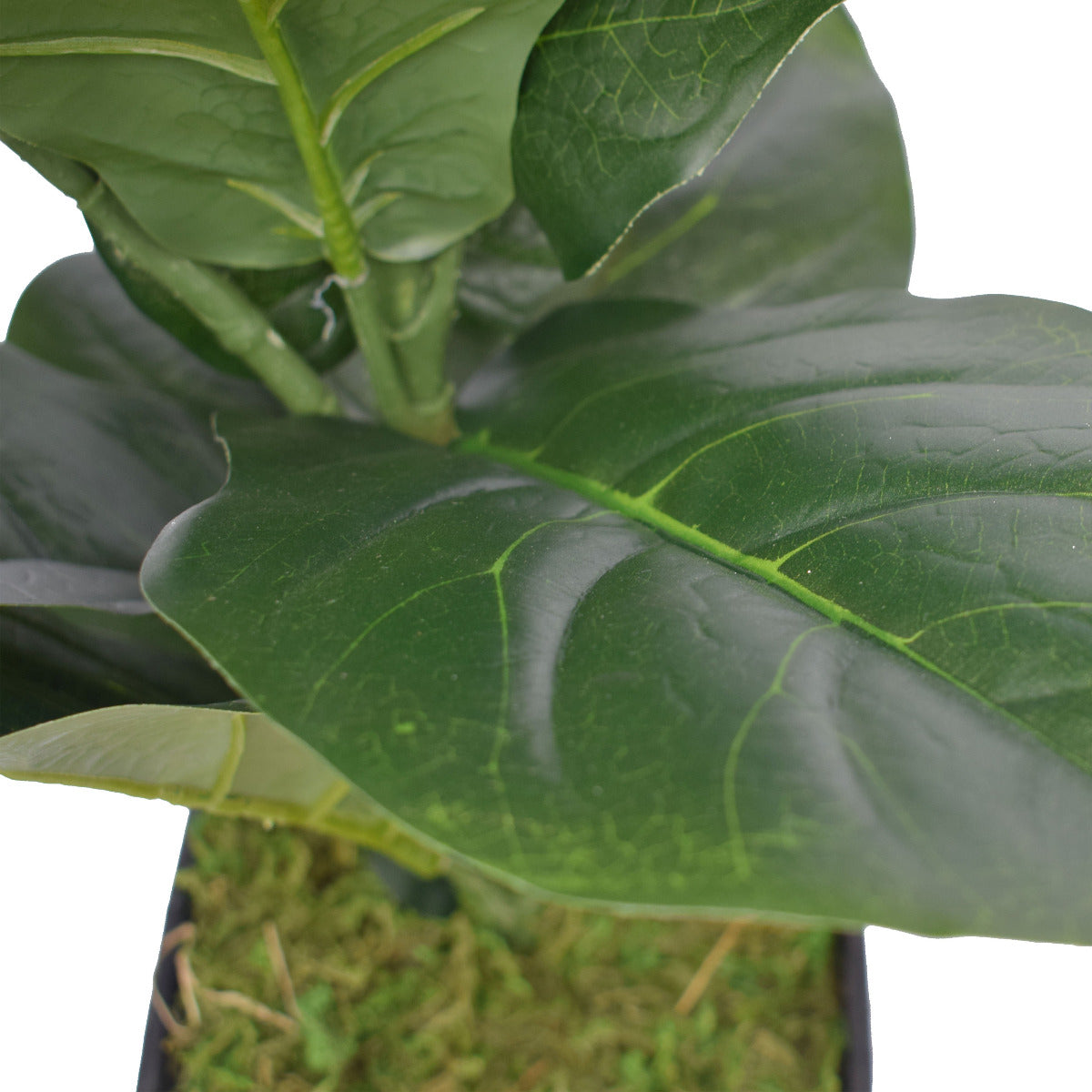 Dense Fiddle Leaf Fig Tree 70cm 4