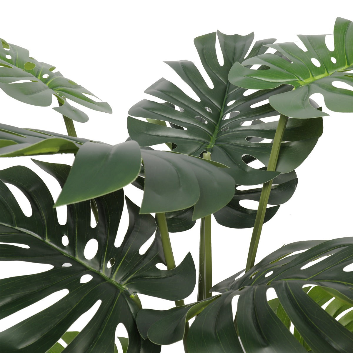 Split Philodendron (Split Leaf) 120cm 3