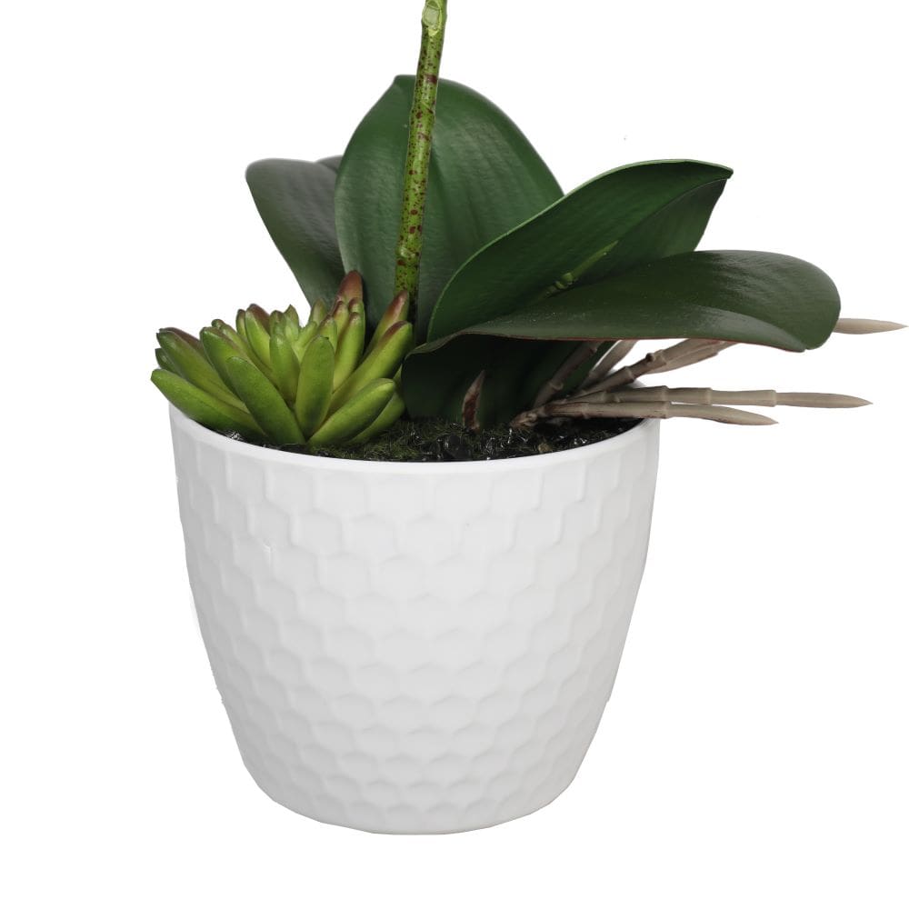 Potted Single Stem White Phalaenopsis Orchid with Decorative Pot 35cm 3
