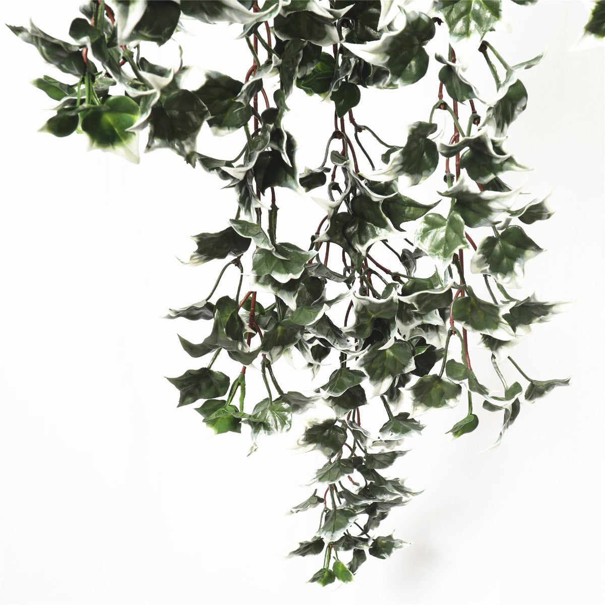 Mixed Green and White Tipped Ivy Bush 80cm UV Resistant 3